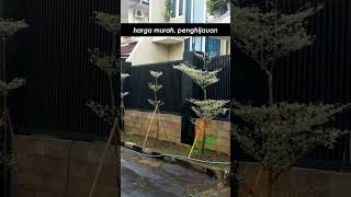 Rumah panas? Tanam pohon ketapang saja #jualpohon #rumah #jakarta #bandung #penghijauan #ketapang