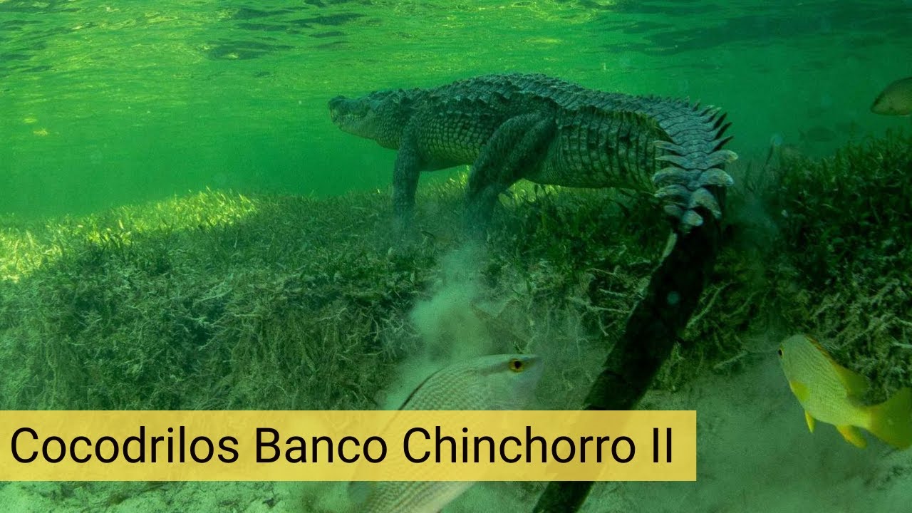 ESPELUZNANTE encuentro con COCODRILOS bajo el agua, nada como