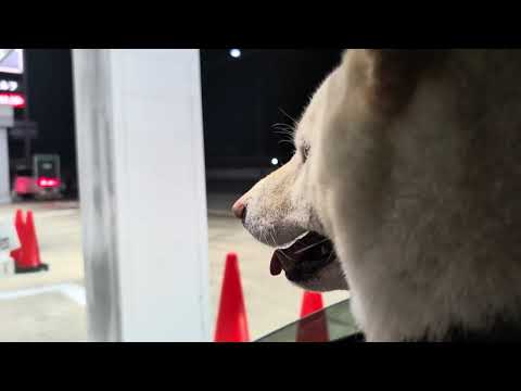 休憩中の柴犬