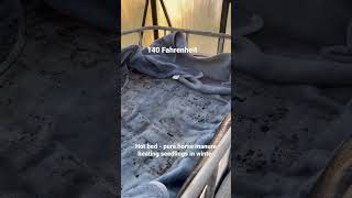 Horse Manure Hot Bed Providing Heat For Seedlings In Winter And Pure Compost Later On In Summer