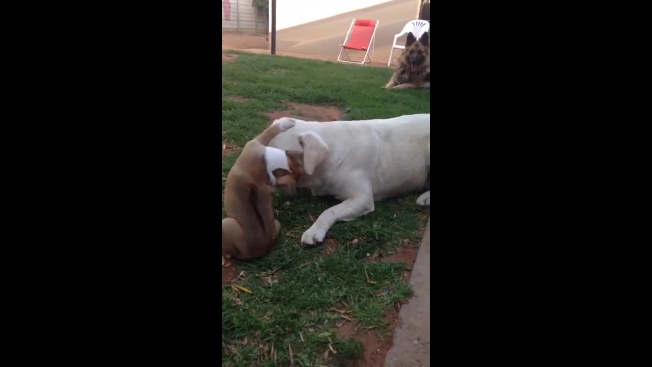 Boerboel mix Pitbull puppy YouTube - YouTube