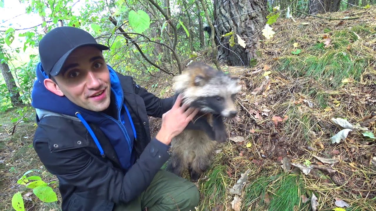 Спас Барсука с капкана Выпустил барсука и фазанов в лес Жарю картошку с колбасками