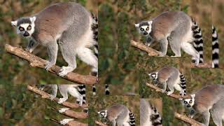 Lemur Meme