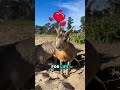 “This Is the World’s Most Confusing Animal” #wildlife #rareanimals