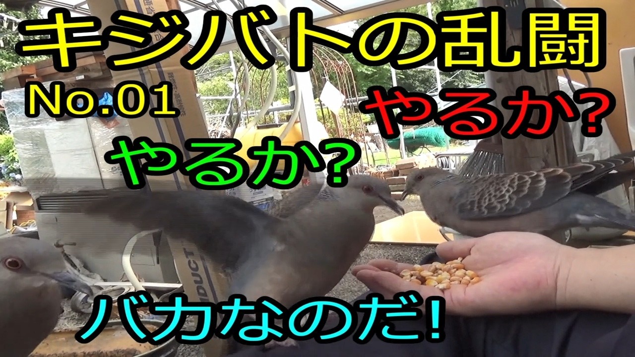 キジバトの乱闘 No.01 (The Pigeons' Brawl,#birds) - YouTube