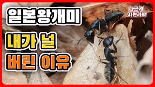 내가 널 버린 이유  일본왕개미  Camponotus japonicus