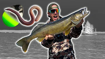 Fishing Night Crawler Harness Technique for MONSTER WALLEYE!