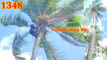 Vua Khỉ Miền Tây cưa hạ cây Dừa cao gần 20 mét khi trời gió Cutting coconut trees