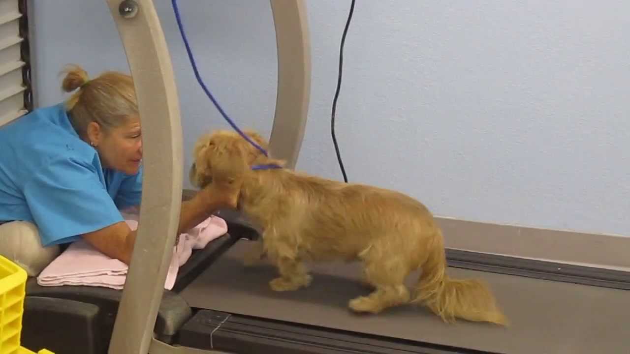 Apollo shih tzu working out on the Treadmill