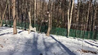 Sunny day グレートピレニーズ greatpyrenees