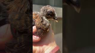 Muff Fowl; Dark Side