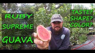 Ruby Supreme Guava Review | Growing tips