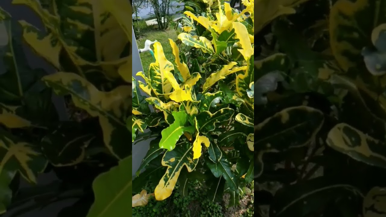 Tanaman hias puring terang bulan