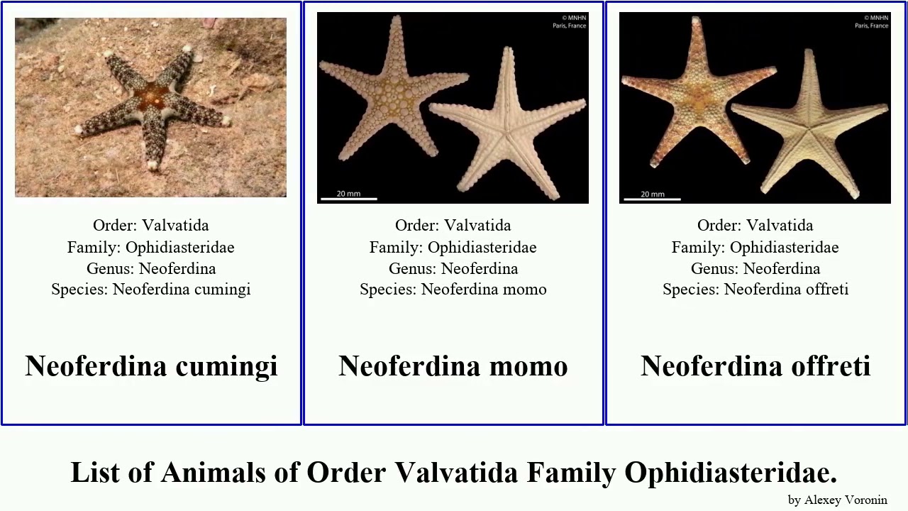 List of Animals of Order Valvatida Family Ophidiasteridae. tamaria neoferdina nardoa narcissia