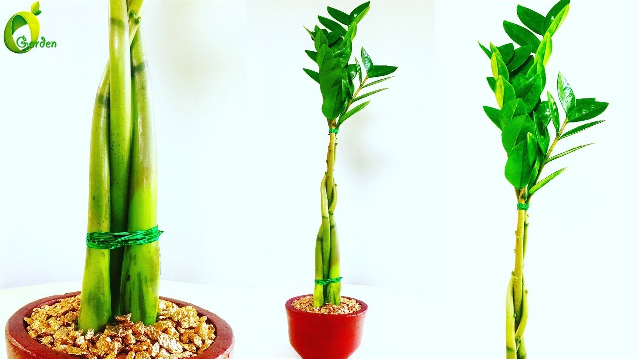 ZZ Plant Growing in Braid Style / ZZ Plant Tabletop ...
