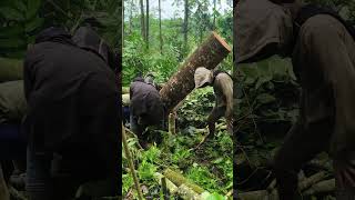 rame rame bisa ringan