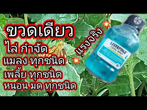 วีดีโอ: การใช้สเปรย์สำหรับพืชสวนและวิธีทำสเปรย์สบู่ฆ่าแมลงสำหรับพืช