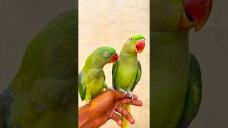 Beautiful Alexander Parrot Pair Talking Natural Sounds #viralshorts #alexenderparrot #rawparrot