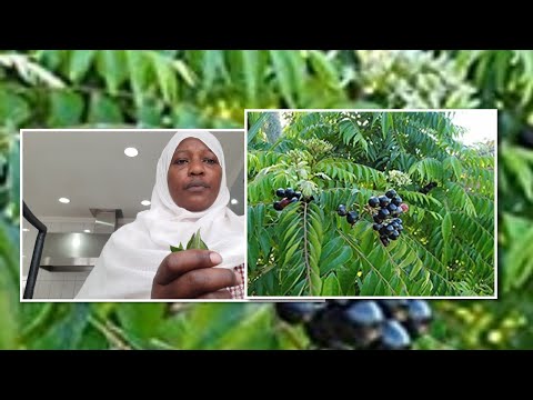 Siri Ya Majini Ya Mvuje Curry Leaves 