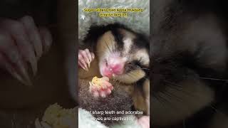Sugar Glider Dried Apple Mukbang (English Version)