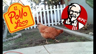 Mac N Cheese Monday S2E2 - Chickens El Pollo Loco Vs Kfc