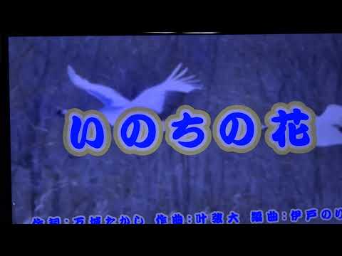 いのちの花/一条貫太cover芳地明徳2020年11月4日発売になる新曲です。