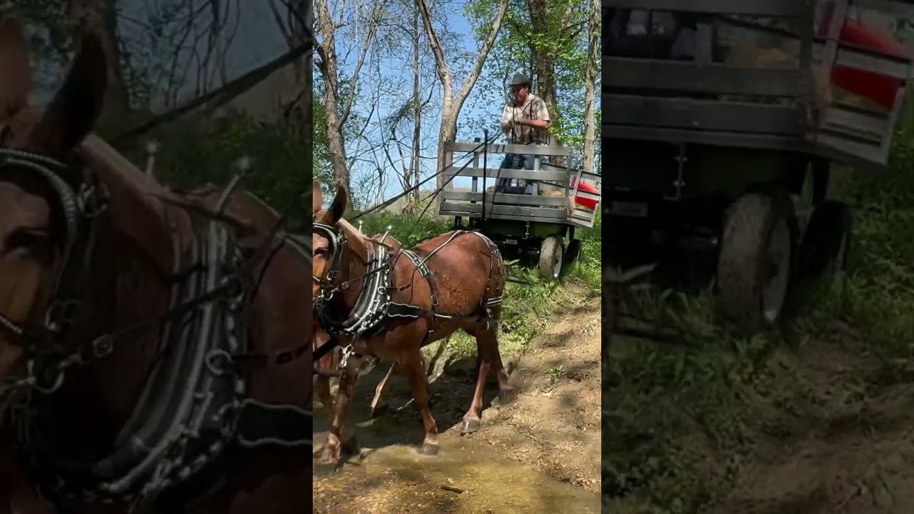 Extreme Mule Teamster Driving: MUST SEE 