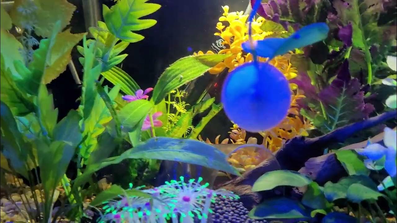 Female Globetta 15 gallon long tank / aquarium Aqueon Tank, Sponge Filter, HOB, Adjustable