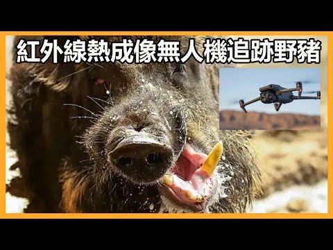 紅外線熱成像無人機追跡野豬