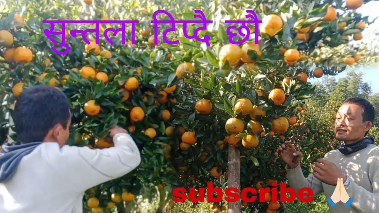 2082/8/10 सुन्तला ‌टिप्दै 