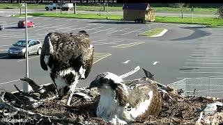 Louis Feeds Iris While She Incubates – May 14, 2018