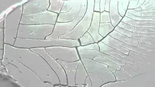 Golden Crackle Paste for Acrylic Paint