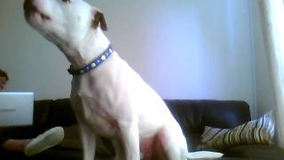 Staffordshire Bull Terrier Talking,