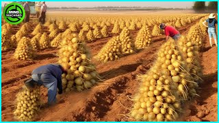 The Most Modern Agriculture Machines That Are At Another Level,How To Harvest Potatoes In Farm▶10