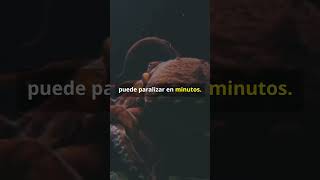 Pulpo de Anillos Azules VS Pez Piedra #animales #curiosidades #shorts  #ciencia #naturaleza