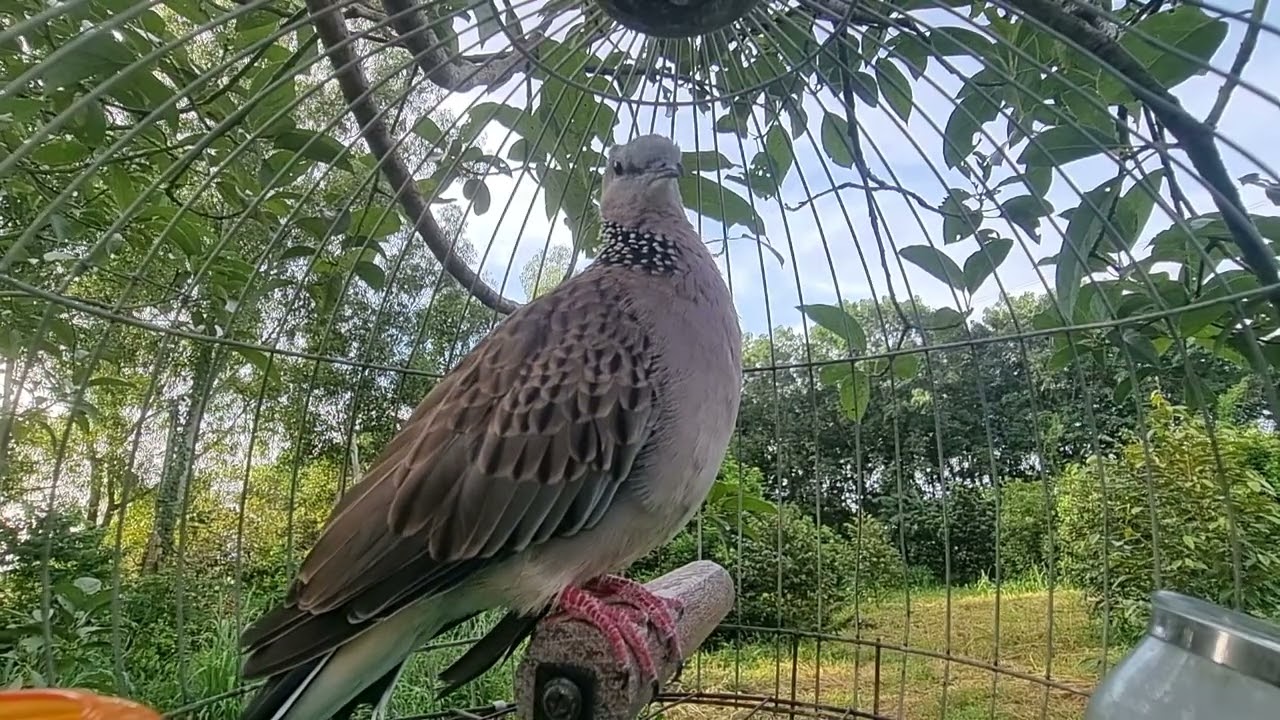 ⭐ สำหรับเปิดล่อนกเขาใหญ่ฝึกต่อ ให้ขันโต้ตามเสียงนกเขาใหญ่หลิ่วตัน