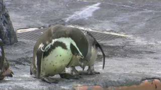 ペンギンの赤ちゃん