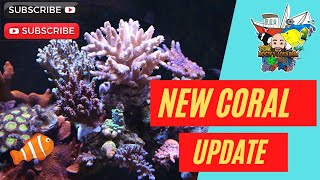 A few updates on the Redsea Reefer 350