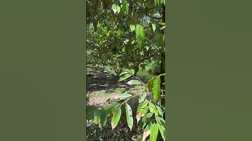 Sầu Riêng Chôm Chôm Trong Vườn Quá Đã - Rambutan Durian 🍅