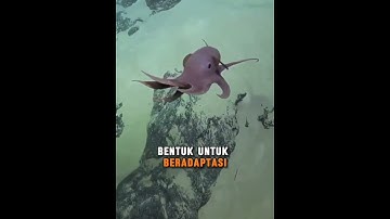"Si Imut dari Laut Dalam yang Jarang Terlihat!" #shorts #faktaunik #fyp #shortvideo