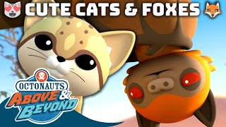 Octonauts: Above & Beyond   Cute Cats & Foxes  | Compilation | @Octonauts​