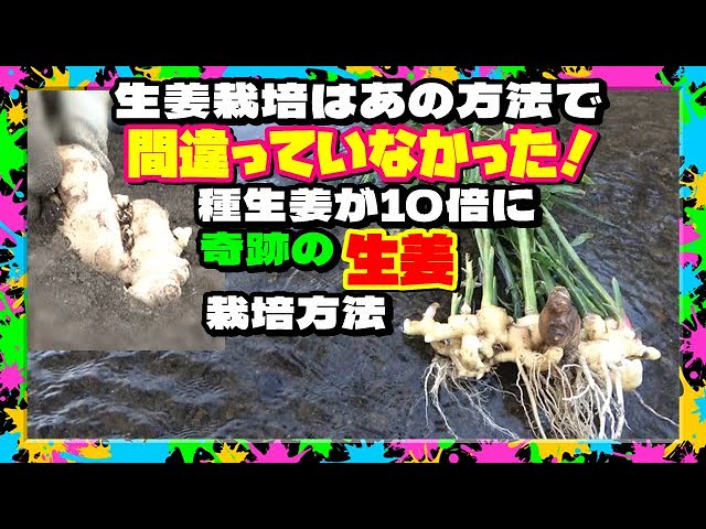 生姜を10倍に増やした方法!!!結果が出た!!このやり方で間違いなかった