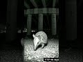 CCTV Camera Captures an Armadillo Near the Highway Underpass at Night | 02:47 AM | April 9, 2026 🦔🌙