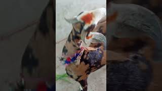 bakron ki video