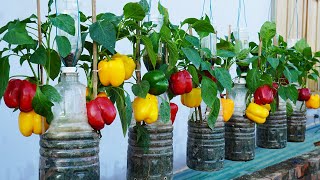 Maximizing Bell Pepper Yield: A Guide to Growing Large and Abundant Fruits