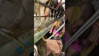 Cow's UNWANTED Present! 💩😂 Farm Life Fail! #funny