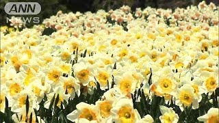 ゲレンデ一面に色鮮やかなスイセン　栃木・那須町(14/05/10)