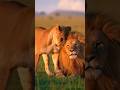 The King And The Queen 👑 #wildlife #lion
