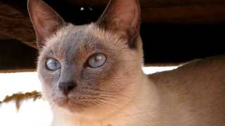 Siames blue point, siamese cat, gato