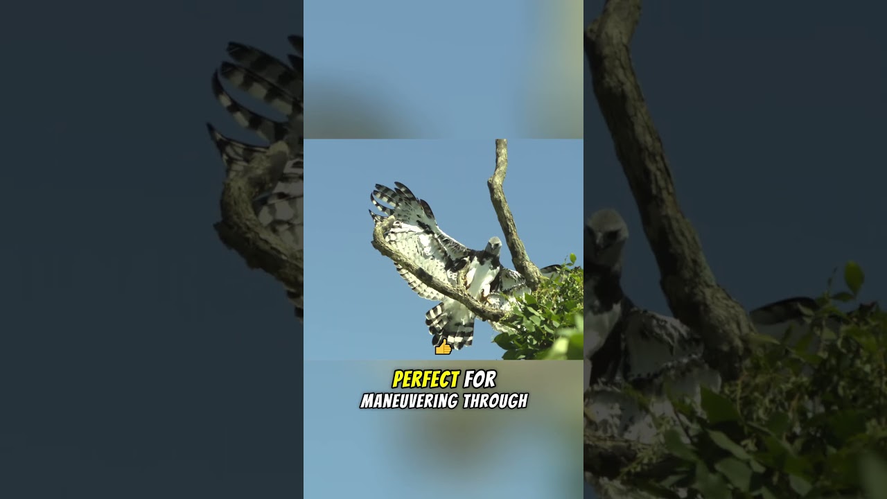 Harpy Eagle – The Apex Predator You’ve Never Heard Of 🦅